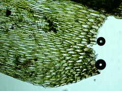 Brachythecium falcatum