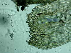 Brachythecium falcatum