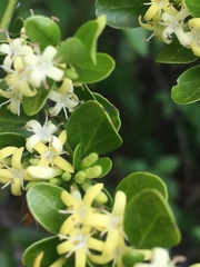 Everistia vacciniifolia nervosa