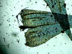 Brachythecium falcatum