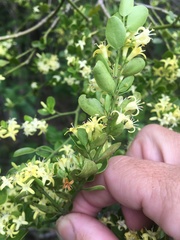 Everistia vacciniifolia nervosa