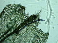 Brachythecium falcatum