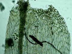 Brachythecium falcatum