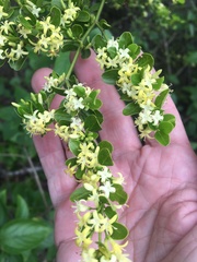 Everistia vacciniifolia nervosa