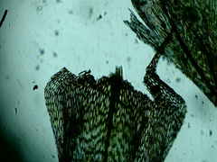 Brachythecium falcatum