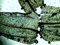 Brachythecium falcatum