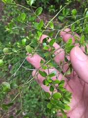 Everistia vacciniifolia nervosa