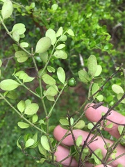 Everistia vacciniifolia nervosa