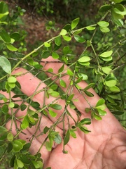 Everistia vacciniifolia nervosa