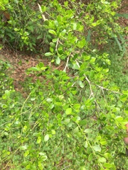 Everistia vacciniifolia nervosa