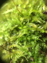 Brachythecium falcatum