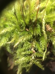 Brachythecium falcatum