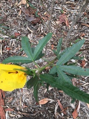 Hibiscus divaricatus