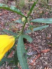 Hibiscus divaricatus