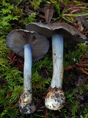 Cortinarius glaucocephalus