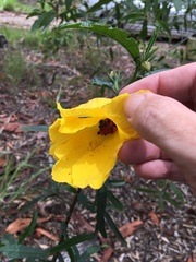Hibiscus divaricatus