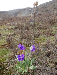 Primula macrophylla