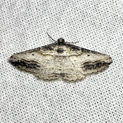 Syneora euboliaria
