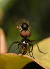Homalocnemis