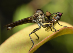 Homalocnemis