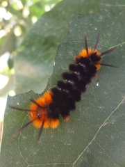 Turuptiana