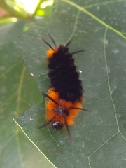 Turuptiana