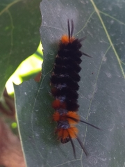 Turuptiana