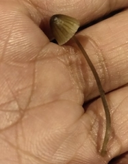 Mycena leptocephala