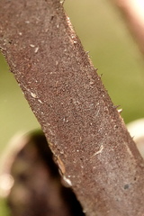 Alsophila leichhardtiana