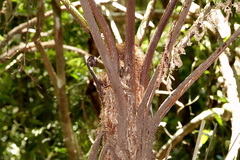 Alsophila leichhardtiana