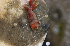 Pectinariidae