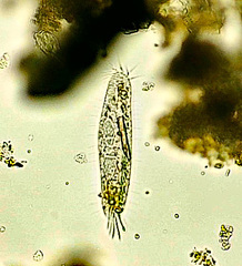 Tachysoma pellionellum
