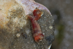 Pectinariidae