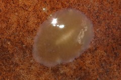 Acotylea