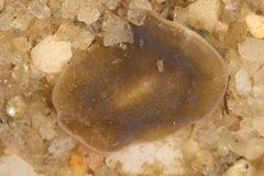 Notoplana atomata