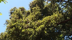 Pteropus poliocephalus
