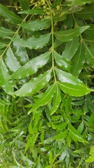 Harpephyllum