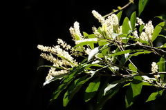 Quintinia verdonii