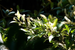Quintinia verdonii