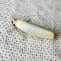Xylorycta argentella
