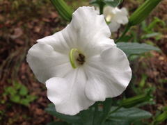 Escobedia grandiflora