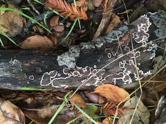 Peniophora malenconii