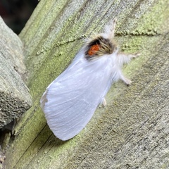 Trichiocercus mesomelas