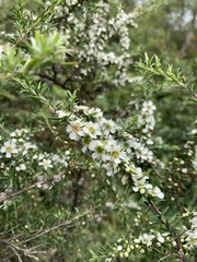 Leptospermum juniperinum