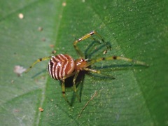 Theridion zonulatum