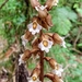 Gastrodia - Photo (c) Graham Possingham, some rights reserved (CC BY-NC-SA), uploaded by Graham Possingham