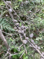 Leptospermum juniperinum
