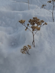 Achillea millefolium borealis