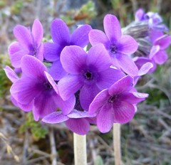 Primula macrophylla