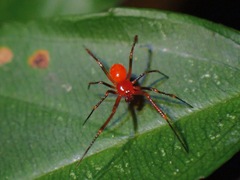 Theridion zonulatum